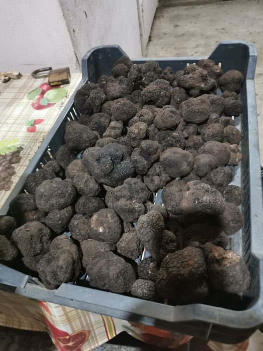 Trufe negre /Tartufi/Truffles
