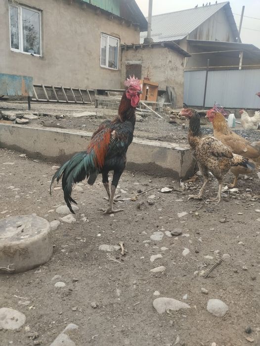 Чолпан нннннннннннн