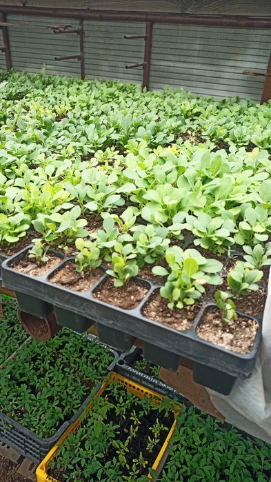 Цветы рассада бархатцы и др.