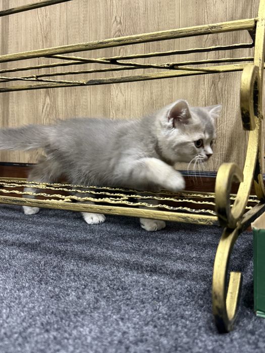 British Silver Shinshilla, chinchilla mushuk parodali seriy kumushrang