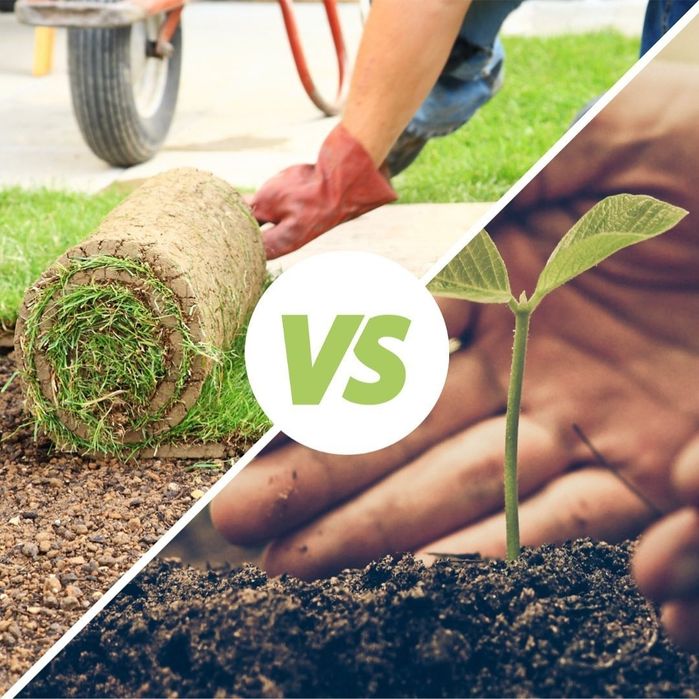 Gazon посевной рулонный