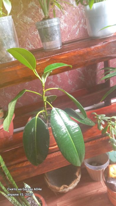 Продаётся  фикус