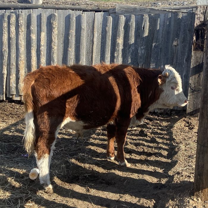 Бұқалар сатылады 6 бас