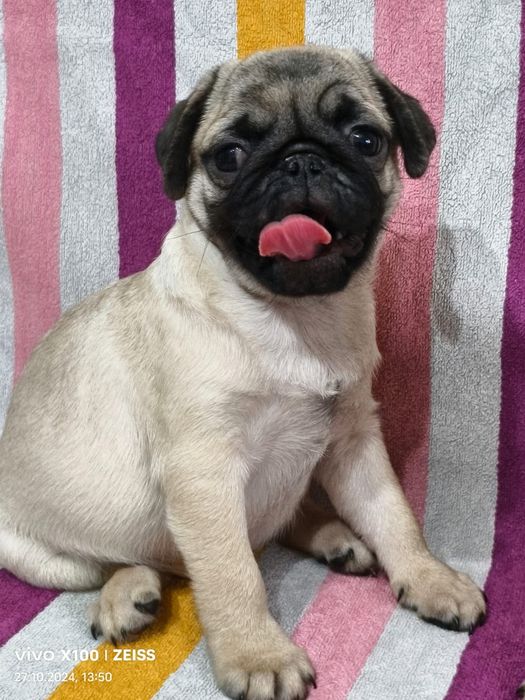 Очаровательные щенки Мопса.