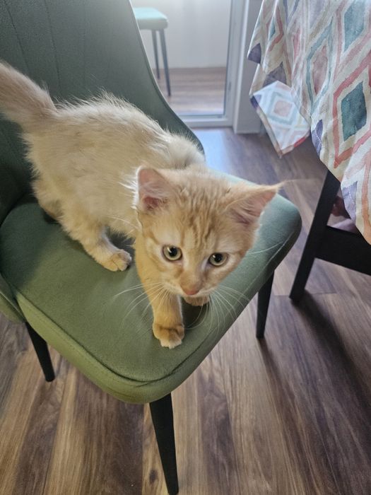 Котёнок рыжий сибиряк