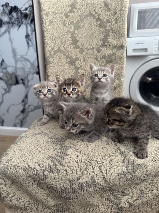 Продаются шотландские малыши .