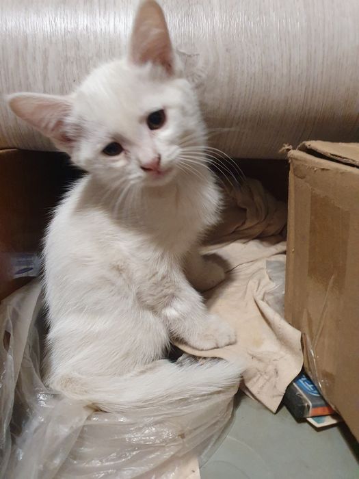 Котята от Турецкой Ангоры