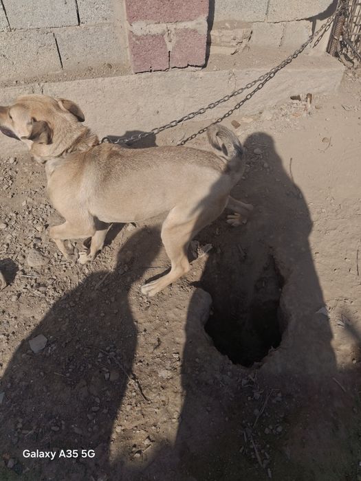 Итты тегін беремин уйде карайтын адам жок