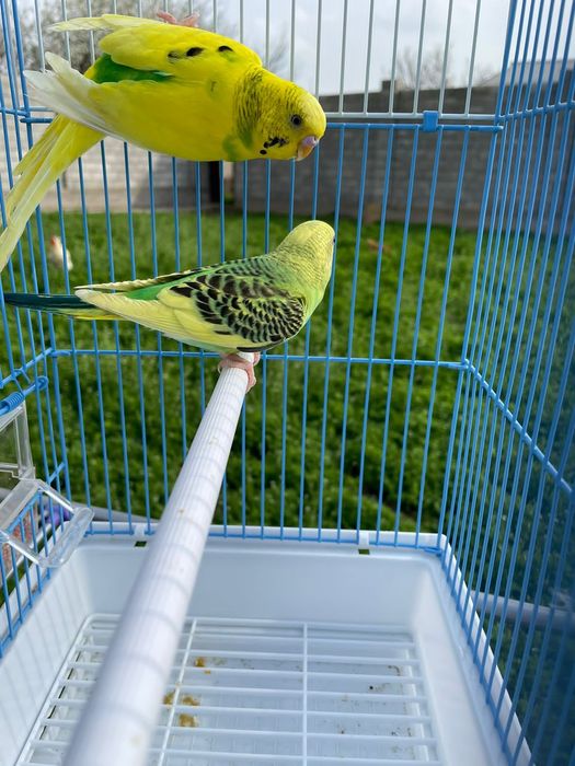 Попугай комплект с клеткой