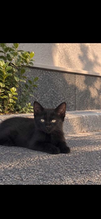 Котята, мальчики 2 месяца.