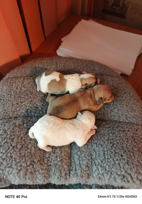 мини чихуахуа момиченца и едно момченце