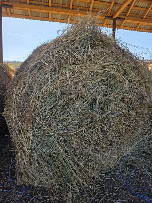 Baloti fan si lucerna !!