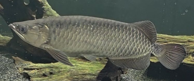 Pesti cauta casa noua