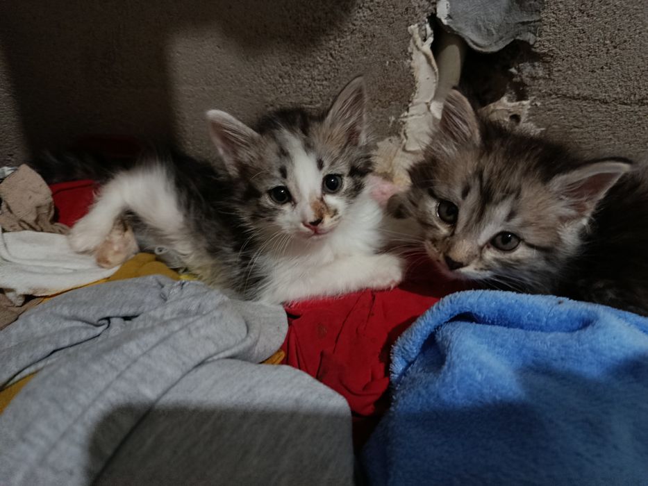 котятки в добрые руки