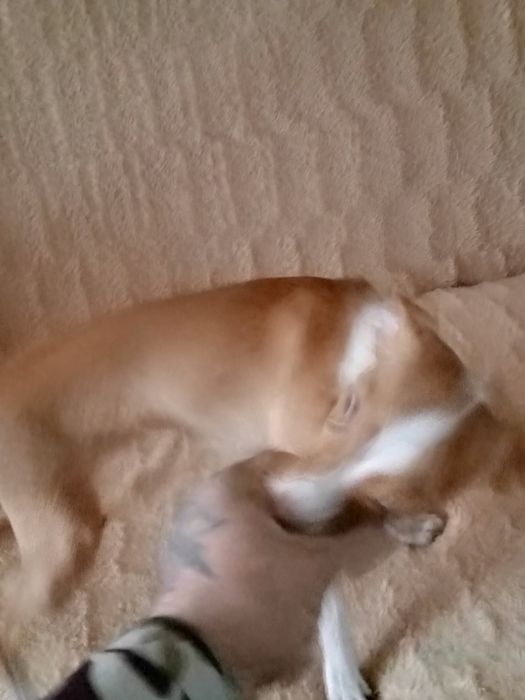 Продам той терьера