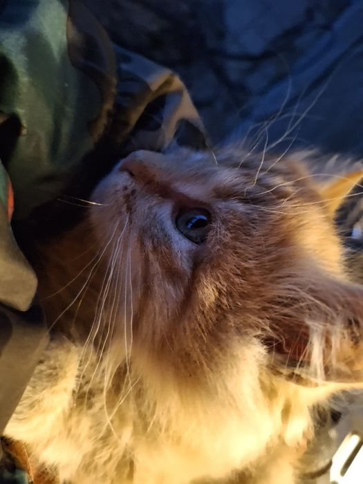 Отдадим котят в добрые руки