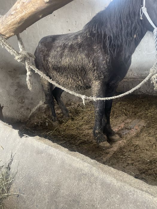 Жылкылар сатыладаы