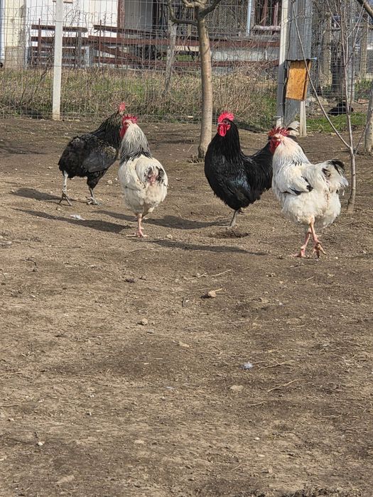 Vând cocoși :Sussex, Plymouth Rock Barat, Australop, New Hampshie.