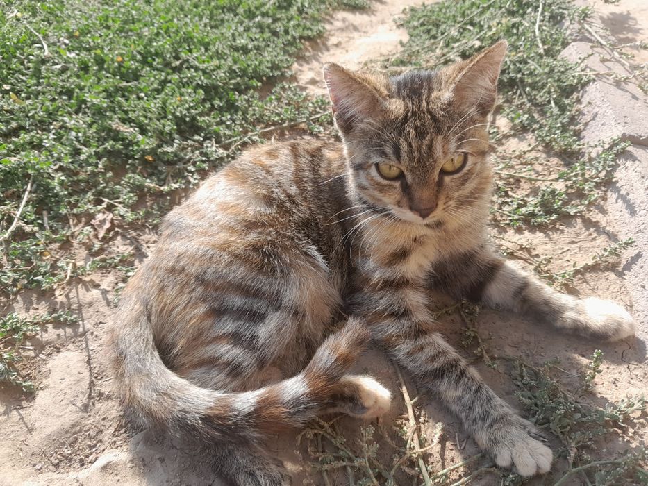 Отдам котят бесплатно