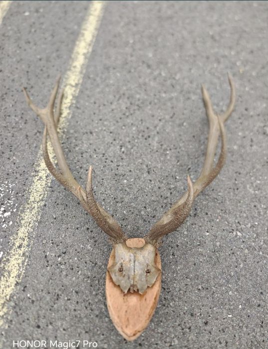 Coarne de cerb trofeu