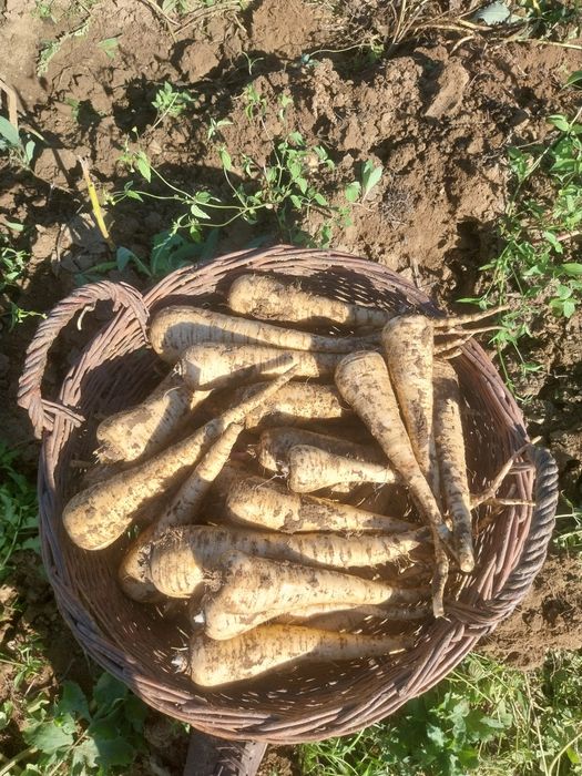 Telina, patrunjel, pastarnac