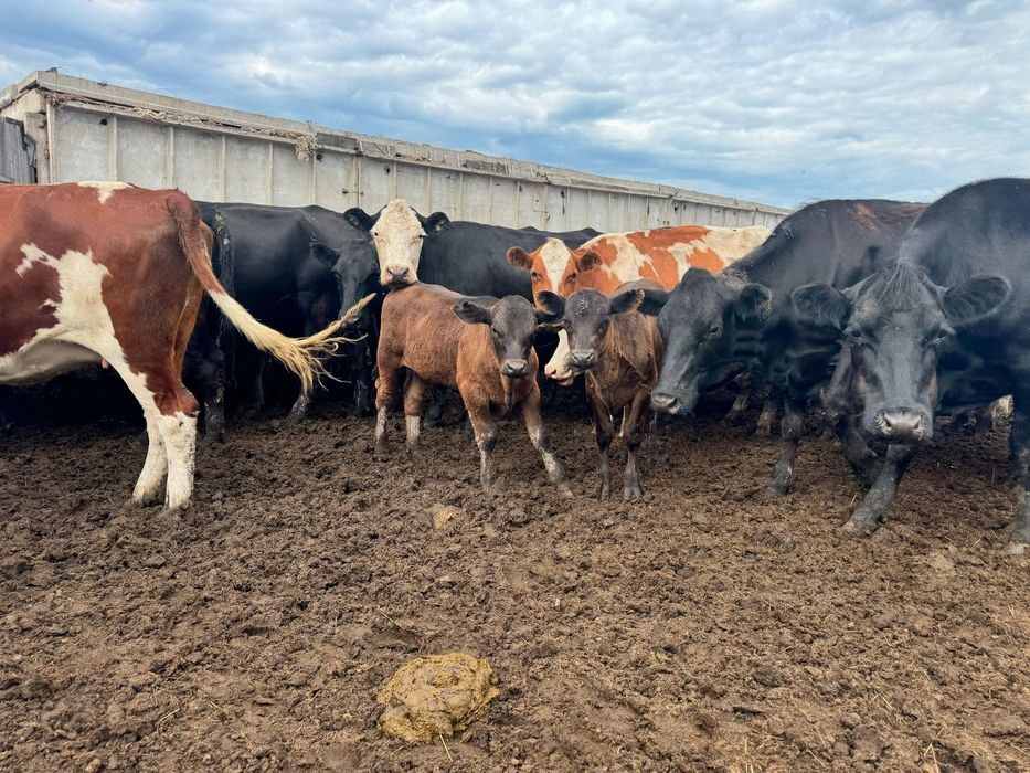 Разнорабочие на хозяйство