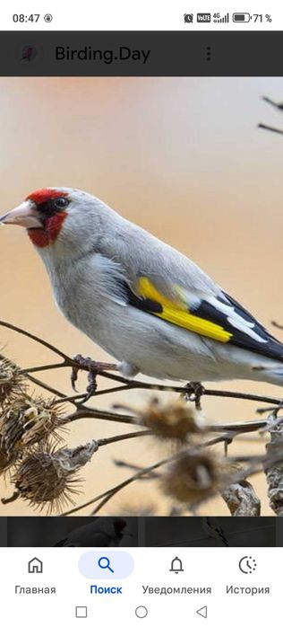 Продам птицу певчие