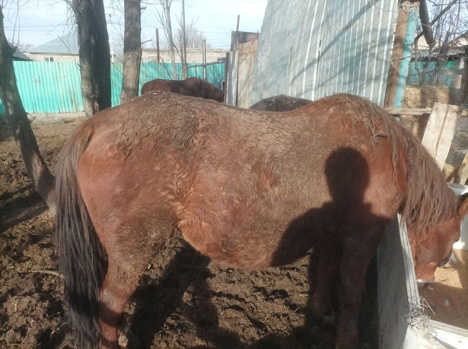 Биелер буаз и жабагылар сатылады