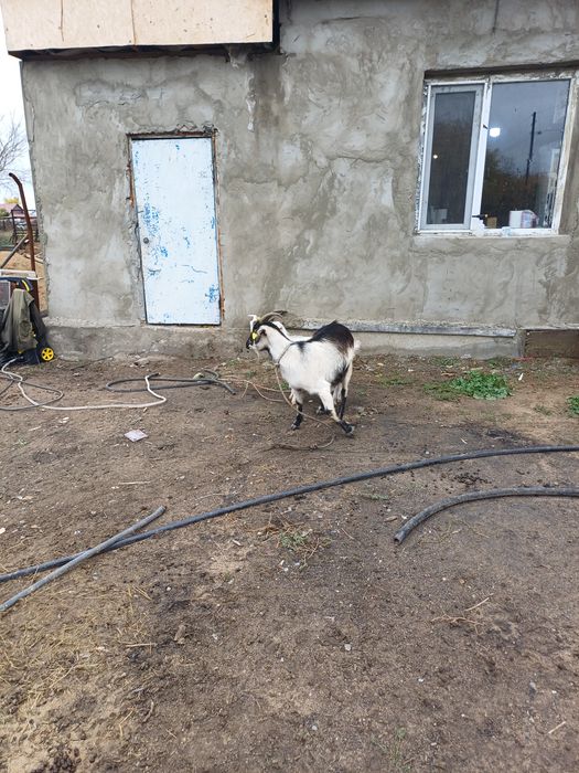 Продам семью козёл казаз казльенок