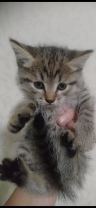 Милые котята бесплатно