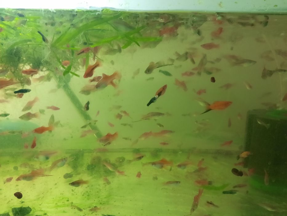 Меченосцы  аквариум  рыбки