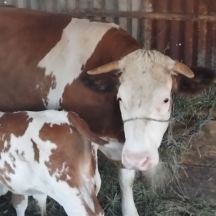 vand vaca cu tot cu vitel