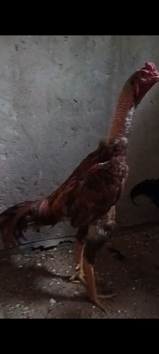 Дакан бойцовые  шамо