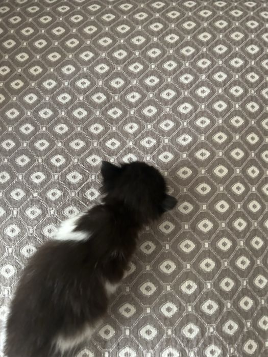 Котята,бесплатно