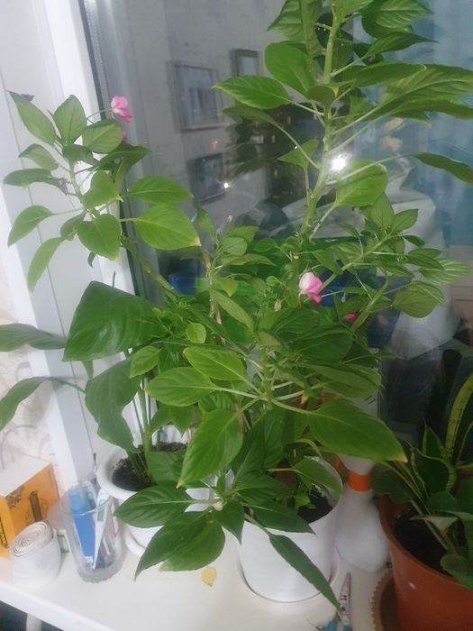 Продам цветы разные