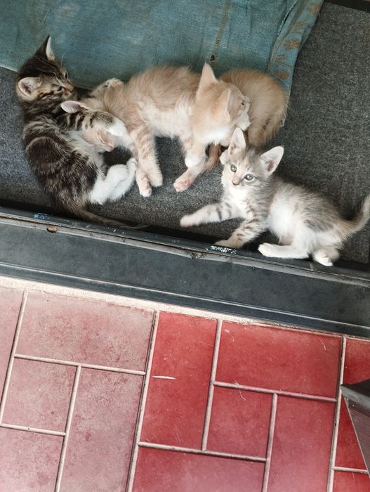 Пожалуйста помогите..котята все разные.красивые.уже умнички..12.штук.