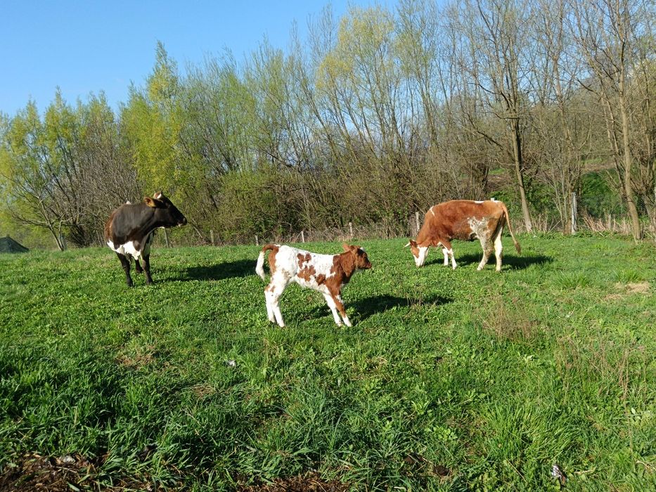 Junca bălțată cu primul vițea 6 săptămâni/montata Simmental