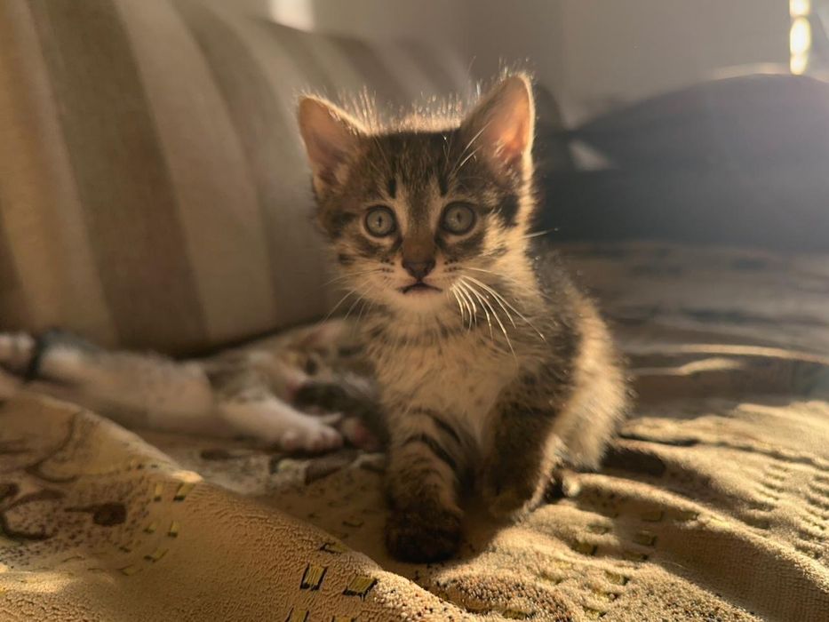 Отдам котят в хорошие руки