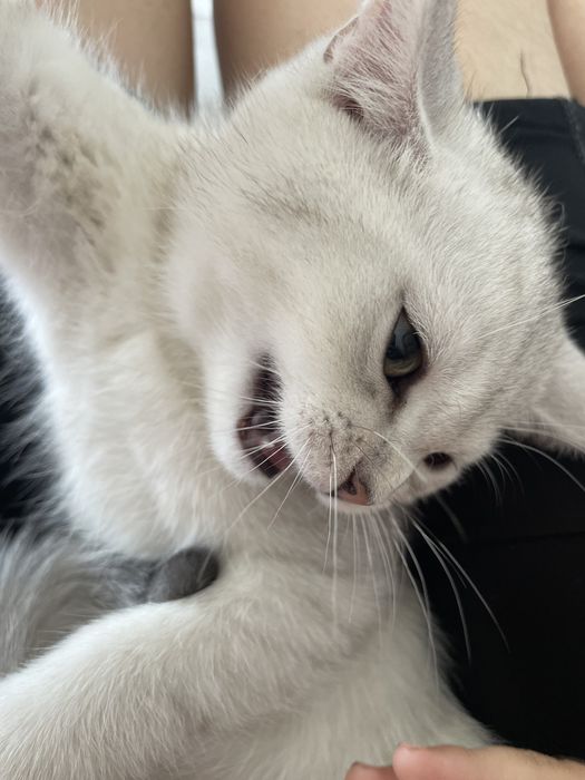 Serebristiy shinshilla bolalari