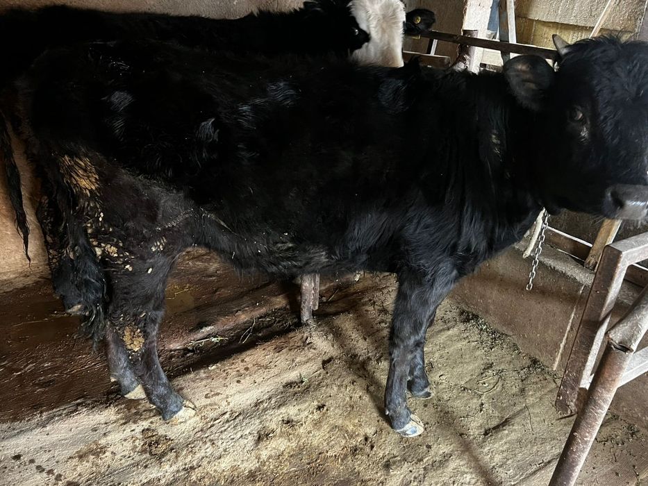 Продам телку жирную