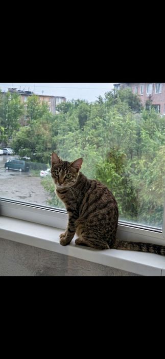 Отдам котенка в добрые руки