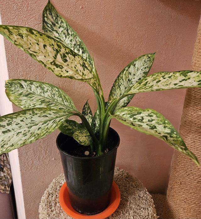 Продам комнатные растения