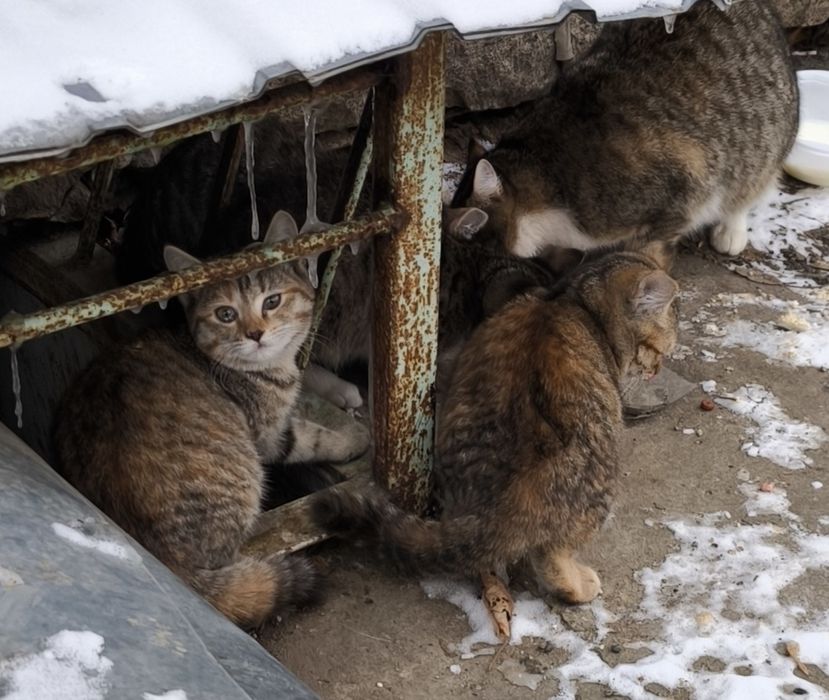 Котята в добрые руки