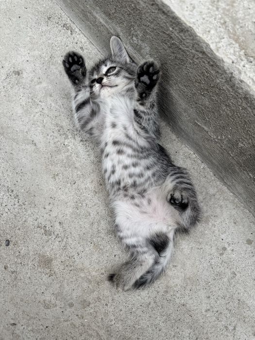 Котята ищут дом