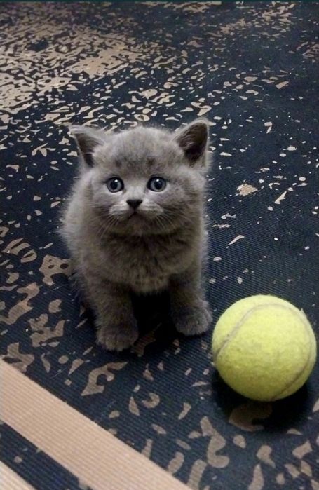 Британские котята