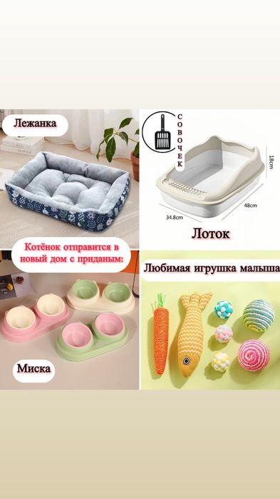 БРОНЬ котята сфинксы