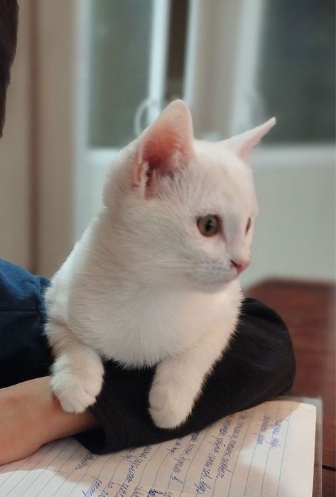 Котенок ищет любящую семью