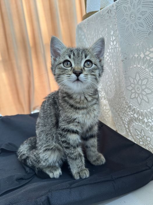 Пристраиваю котенка