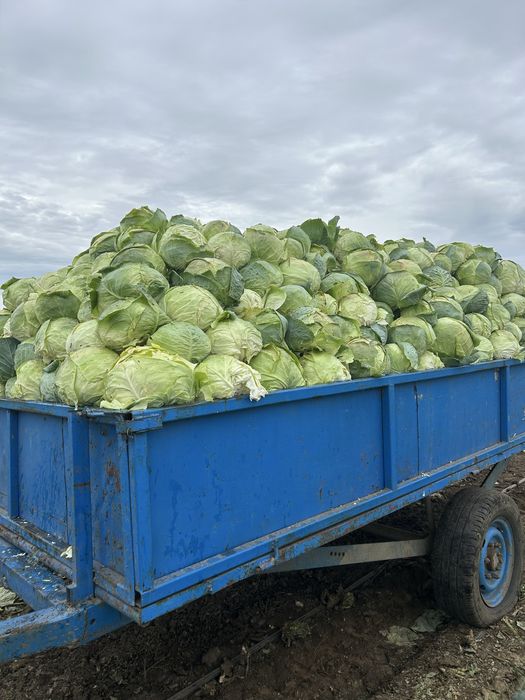 Varza de buzau de vanzare