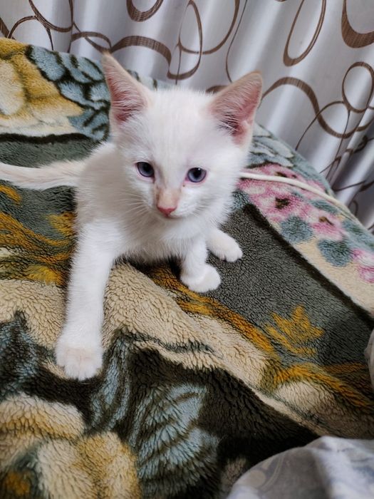 ,,, Раздача котят,,,